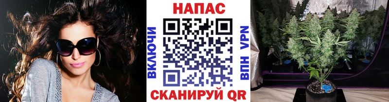кракен как зайти  Александров  Каннабис сатива  наркота 